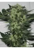 ORIGINAL SOUR DIESEL 