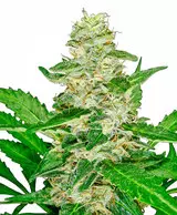 SUPER SKUNK AUTO